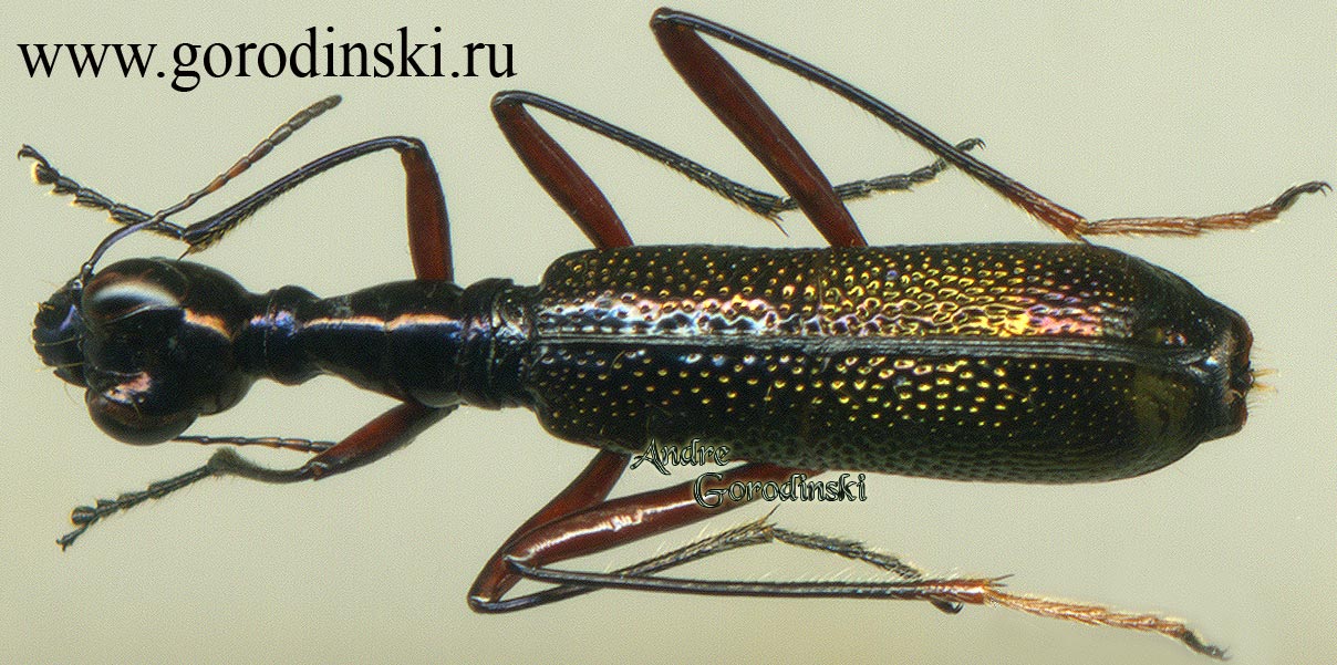 http://www.gorodinski.ru/cicindela/Neocollyris orichalcina.jpg